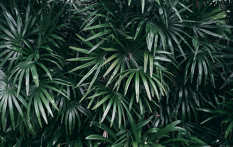 深色植物丛林内部的建筑学纹理垂直花园带有热绿叶深色音背景