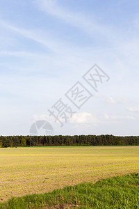 春天风景在商业田地上阳光明媚的天气农药蓝色收成图片