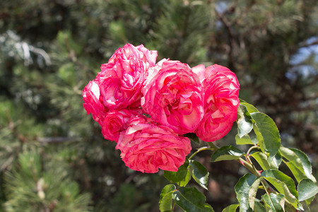 周年纪念日艺术心春花园里闪耀着美丽的玫瑰花朵图片