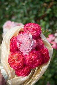 艺术浪漫植物群春花园里闪耀着美丽的玫瑰花朵图片