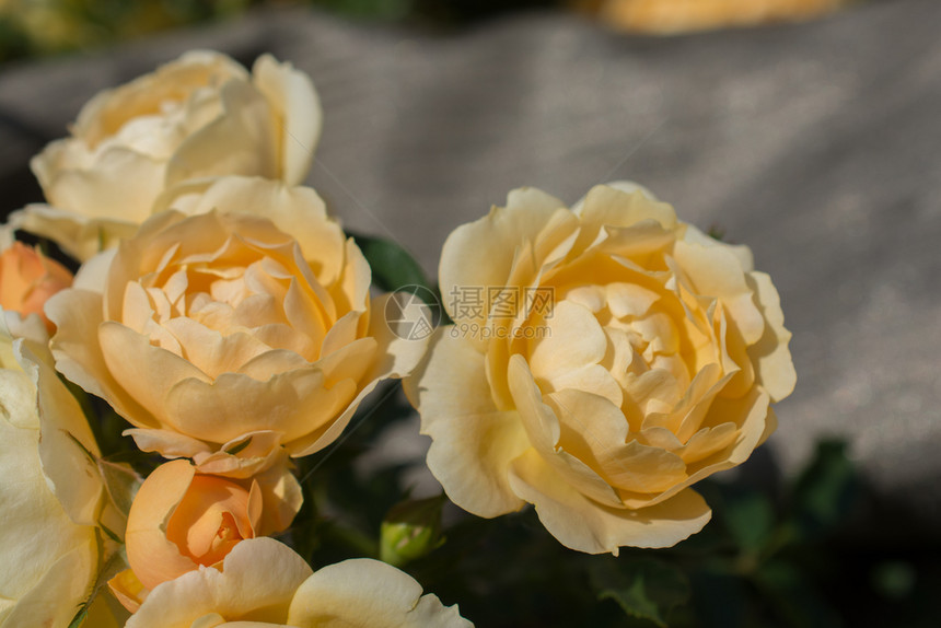生日春花园里闪耀着美丽的玫瑰花朵夏天投标图片