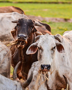 格罗宁根泰国日落草原的牛群放牧户外日出图片