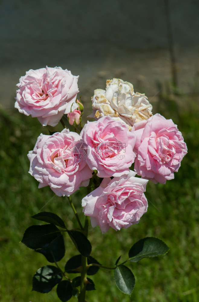 庆祝盛开场地春花园里闪耀着美丽的玫瑰花朵图片