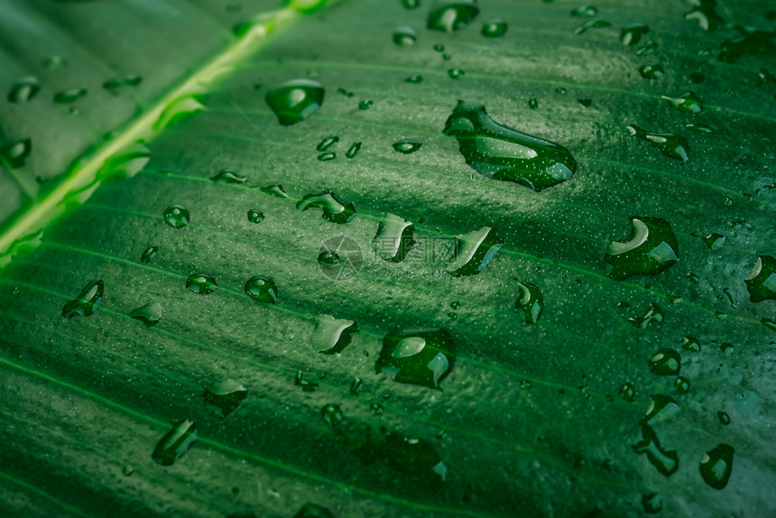 雨滴艺术水关闭一个热带弹油层植物上的滴水图片