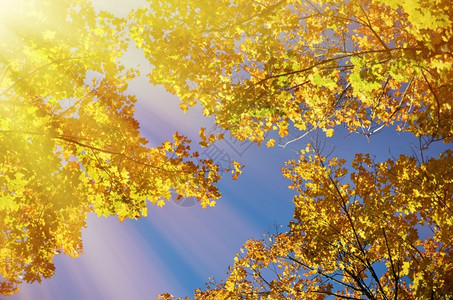 秋天满树黄叶图片