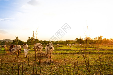日落时草原上的牛群图片