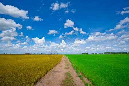 亚洲农场绿稻和黄田实地布局背景云多棕色的图片
