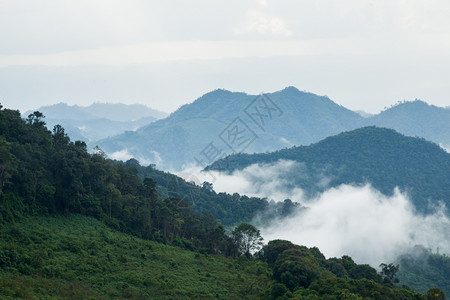 多雾路段山脉风景寒冷的夜晚雾笼罩了那棵树图片