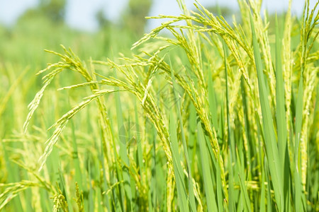 可耕地食物树叶农村稻田里的水耕作绿色生长背景