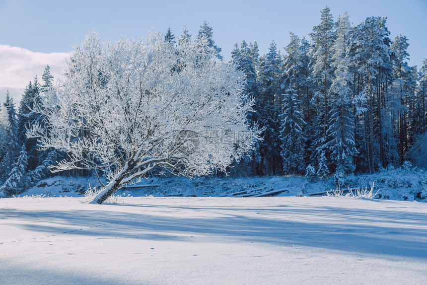 爱CesisGaugja拉脱维亚2016年自然太阳光树木和美丽的视野森林寒冷图片
