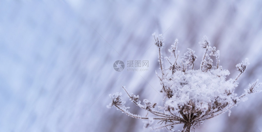 火花黄色草地上的雪花背景中的草地浮木由冰片制成的雪花地背景黄色草上的雪花中草浮木天空凉爽的图片