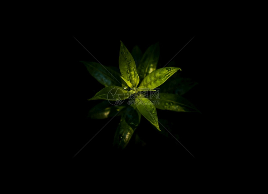 AllamandaCathartica或Apocyniceae绿叶上的水滴是一棵美丽的植物其含黑色背景自然概念复制空间焦点和模糊图片