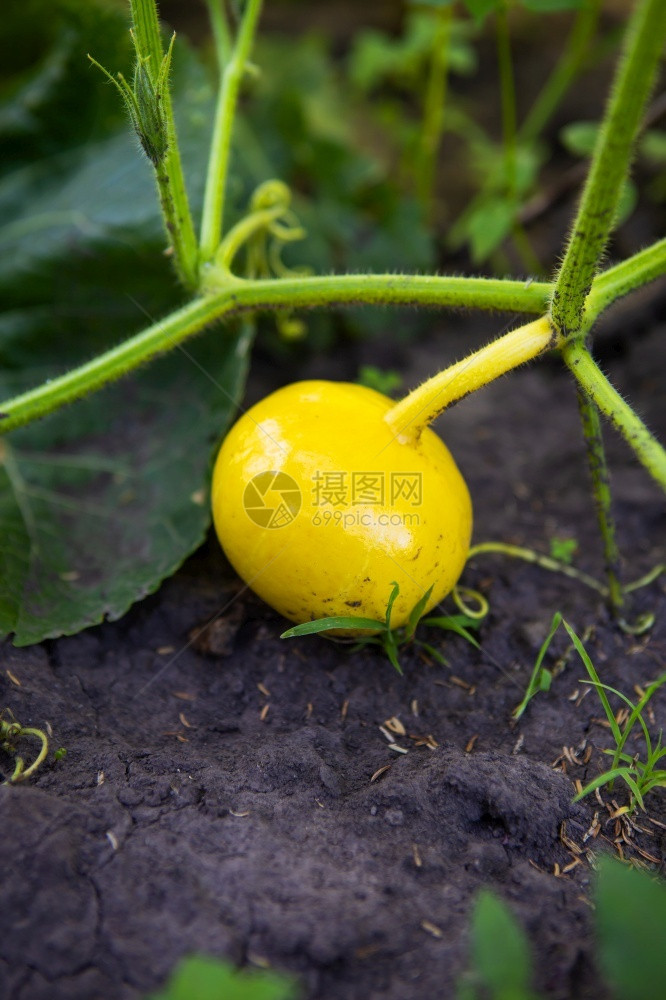 绿色灌木上的黄西葫芦健康食品花园里的新鲜蔬菜特写绿色灌木上的黄西葫芦健康食品特写农业美食栽培图片