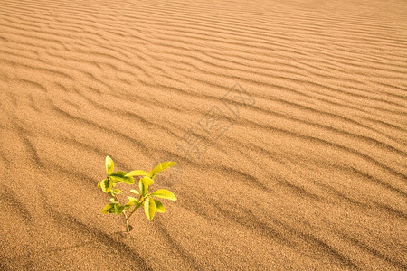 在沙漠丘里生长的小植物沙漠中的丘天耐力干旱图片