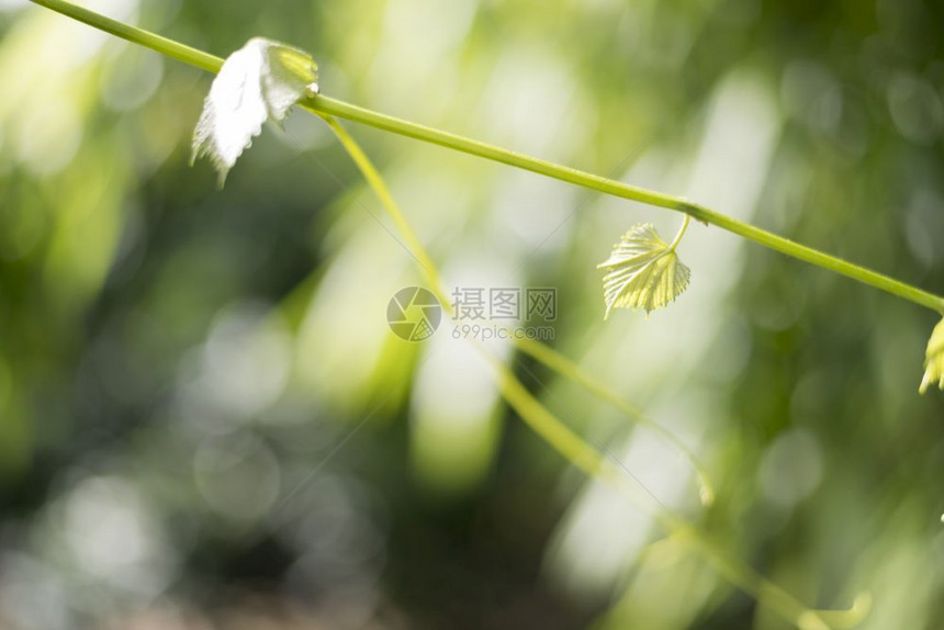 户外晴天空具有丁基和自然光背景概念树木和自然概念的绿色葡萄树叶自然质图片