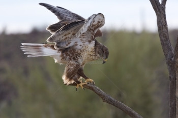爪子麦金野生动物亚利桑那州的Ferruginoous鹰的平衡其翅膀部分开放于亚利桑那州的树肢上这是亚利桑那索诺拉沙漠博物馆自由飞图片
