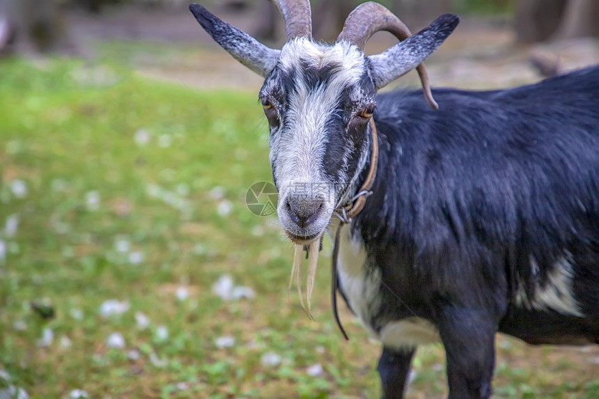 在绿草地上的农场一条可爱山羊的肖像国内可爱户外图片