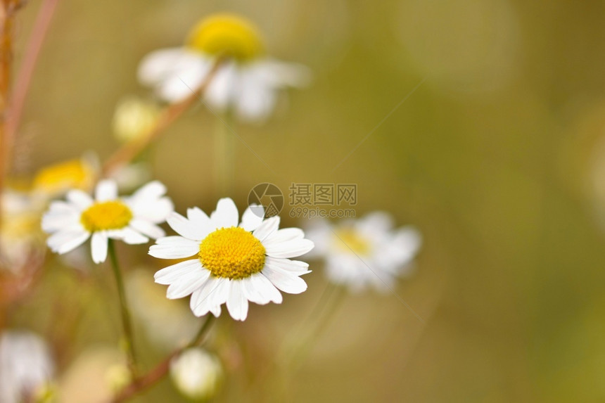 白色的小花图片