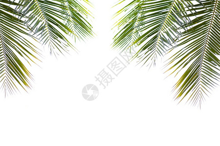 热带椰子叶白背景上孤立的绿色椰子美丽的树叶郁葱吠夏天设计图片