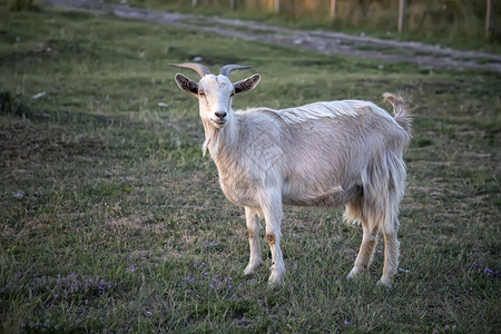 山羊在绿草上的农场山羊在牧绿色夏天眼睛图片