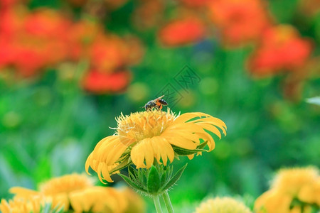 植物群镇定花粉黄的蜜蜂在大自然中盛开图片