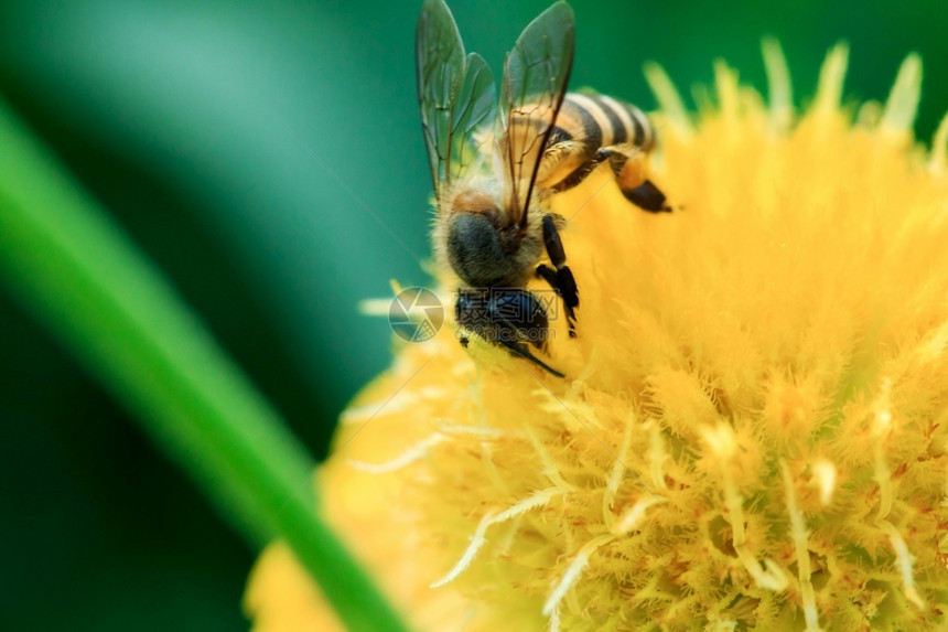 花蜜镇定季节黄的蜜蜂在大自然中盛开图片