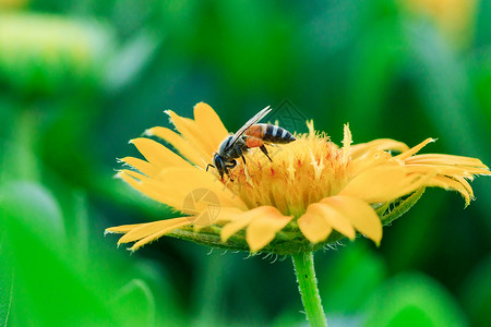 花蜜粉颜色黄的蜜蜂在大自然中盛开图片