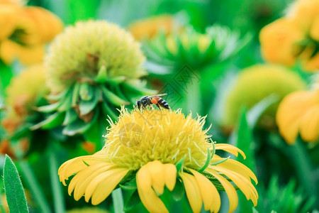 春天植物群漏洞黄花的蜜蜂在大自然中盛开图片