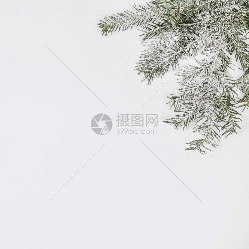 森林分支冻结满是雪的fir树枝图片