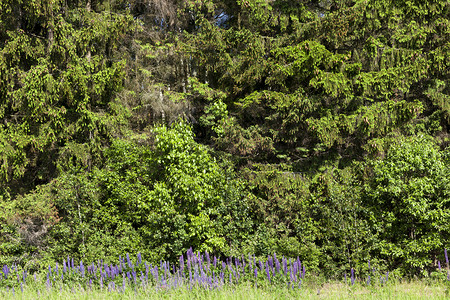 紫色的沿着森林生长紫色润滑油春季月节太阳图片