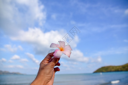 阿尔巴开花黄色的海中握着鲜花手蓝色天空背景背景图片