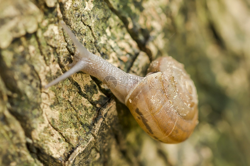 蜗牛在树上爬行木头吠慢的图片