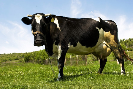 场景一种坐在草地里的奶牛看着摄像机户外图片