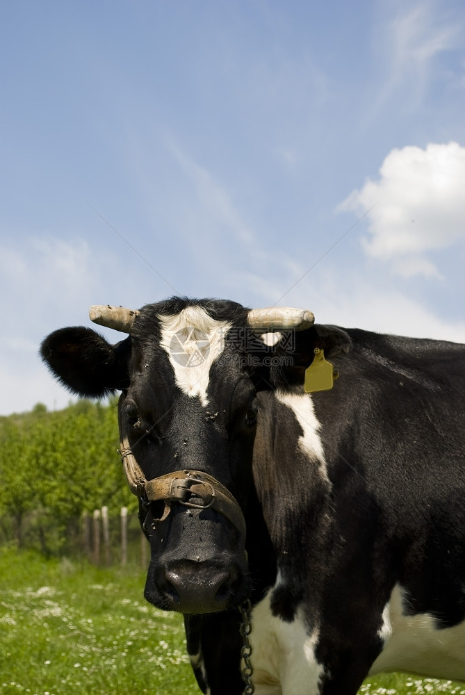 颜色坐在草地里的奶牛看着摄像机农业充满活力图片