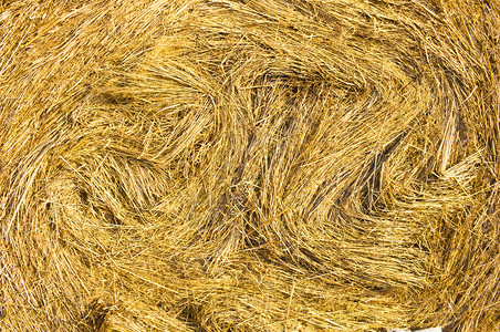 自然背景秋色金草食物稻包裹图片