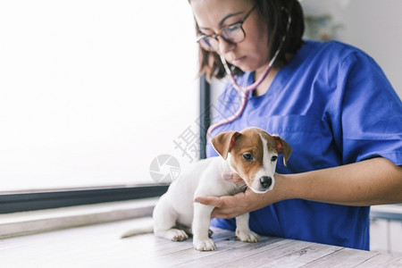 兽医给小狗问诊看病图片
