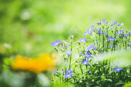 花园里朵背景模糊阳光照耀颜色场地公园高清图片