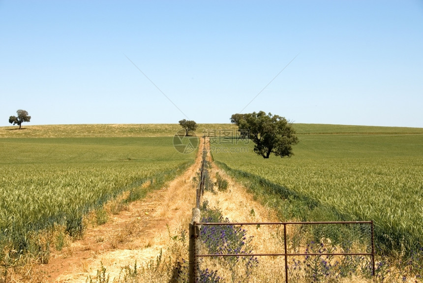 门澳大利亚西南新威尔士州Young附近的农庄园靠栅栏图片