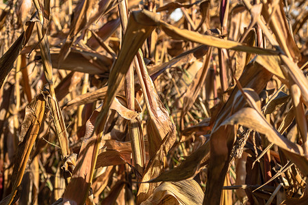 玉米秸秆背景图片