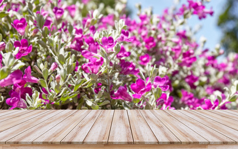 鲜花促销三折页审查白木桌顶有美丽的紫花背景蒙合产品设计显示或模拟视觉布局用于促销和彩色鲜花背景的空木桌材质地背景