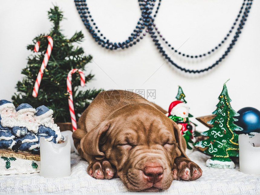 年轻迷人的小狗和明亮圣诞装饰品特写镜头白色孤立的背景工作室照片顾教育培训和饲养动物的概念年轻迷人的小狗和明亮圣诞装饰品盒子犬类新图片