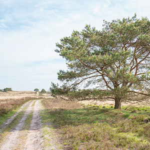 荒地场森林荷兰Elspeet的热量路径高清图片