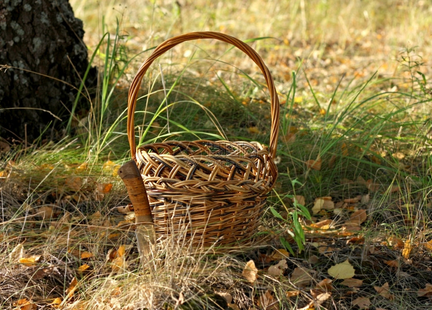 自然食物肮脏的在树林中秋天徒步小柳树棕色空篮子旁边的大刀切蘑菇图片