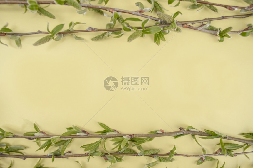 季节为了天空黄色背景上的柳树绿色枝复制中间的空用于文本柳枝黄色背景上的柳树绿色枝复制中间的空用于文本图片