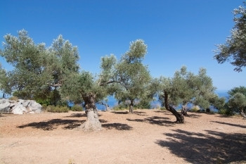 自然七月西班牙巴利阿里群岛马略卡西部一个海滨农场的乡村橄榄树海景图片