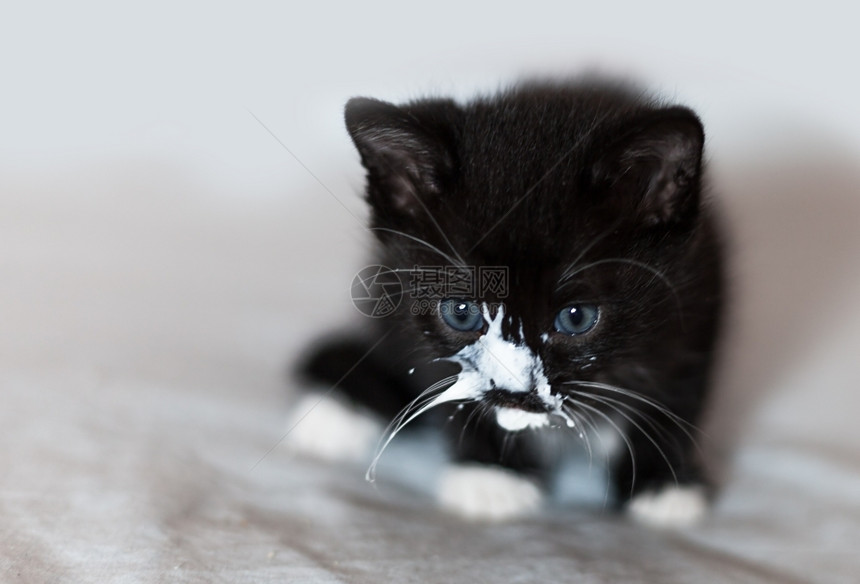 小猫咪偷喝奶图片