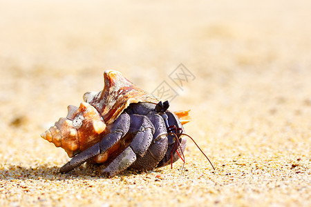 安达曼海沙滩上的寄居蟹贝壳生物螃图片