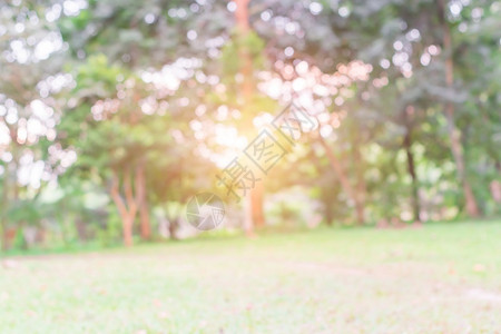 夏天质地Bokeh绿色自然背景阳光明日花园树的无重点布基背景颜色图片