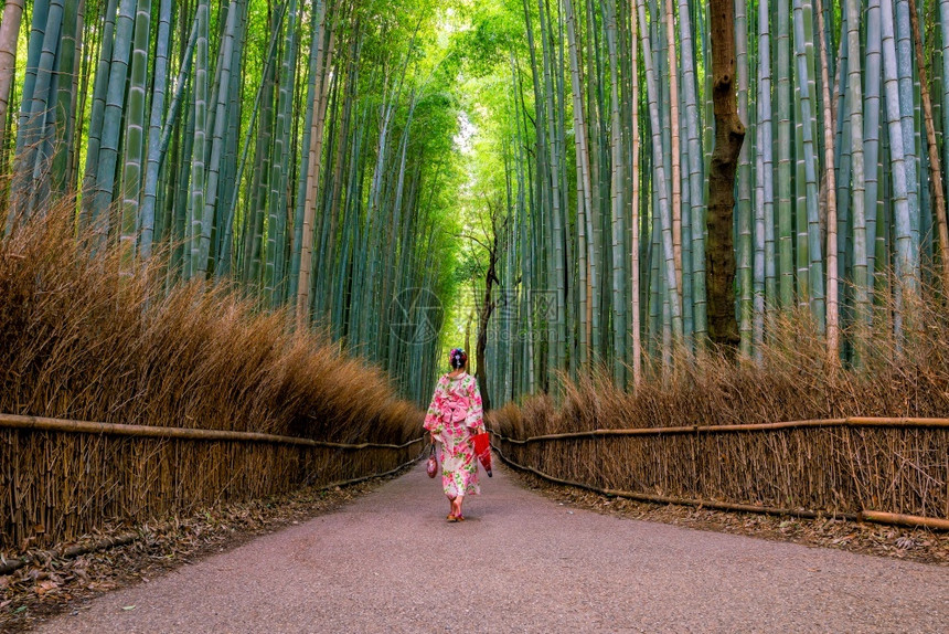 传统Yukata妇女与红伞在日本京都的青山竹林中森浴衣红色的图片