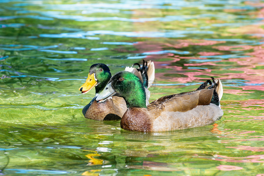 自然野鸭被介绍为宠物绿头漂浮在清水表面快乐的马拉德鸭子上笑马拉德鸭户外鸡图片